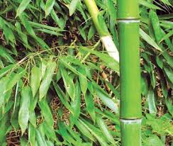 Bamboo Leaves